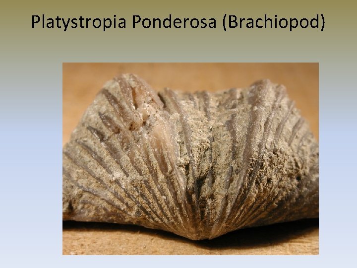 Platystropia Ponderosa (Brachiopod) 