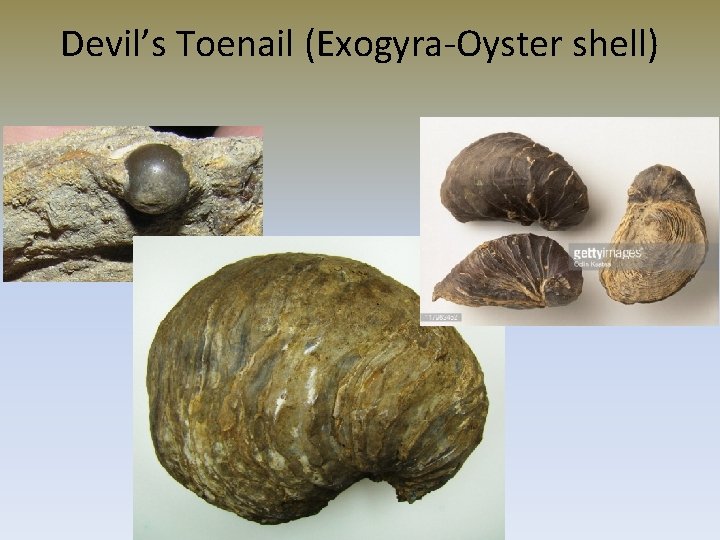 Devil’s Toenail (Exogyra-Oyster shell) 