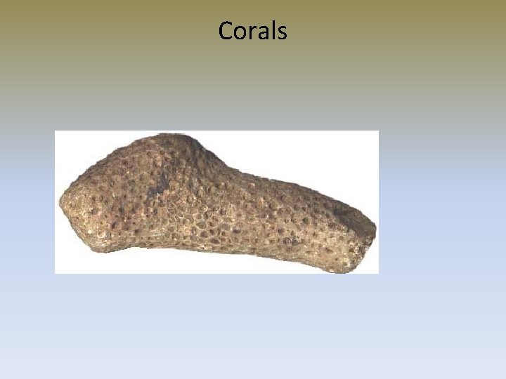 Corals 