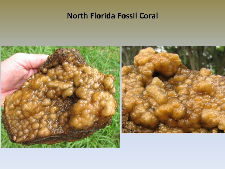 North Florida Fossil Coral 