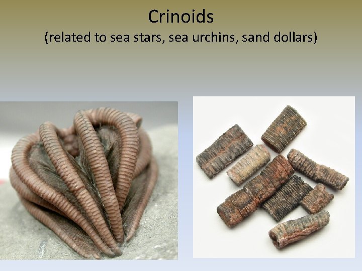 Crinoids (related to sea stars, sea urchins, sand dollars) 