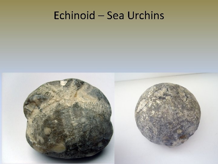 Echinoid – Sea Urchins 