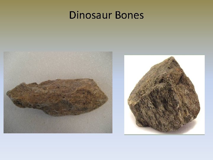 Dinosaur Bones 
