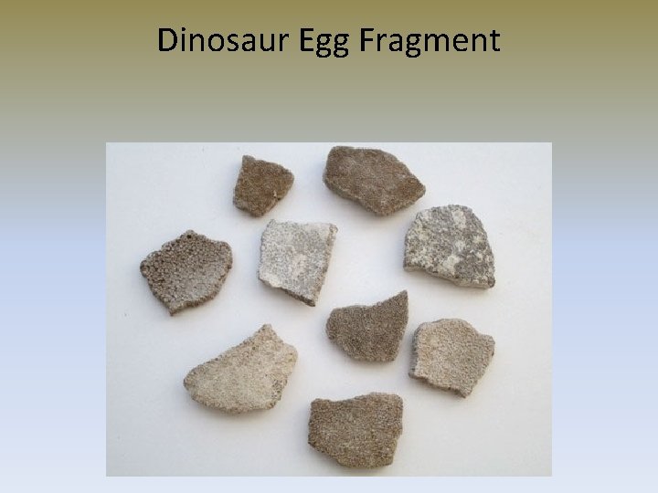Dinosaur Egg Fragment 