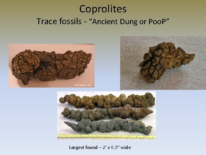 Coprolites Trace fossils - “Ancient Dung or Poo. P” Largest found – 2’ x