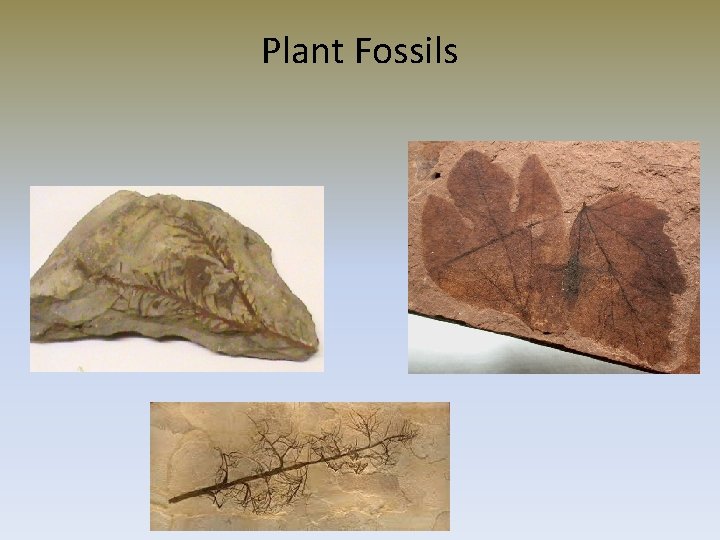 Plant Fossils 
