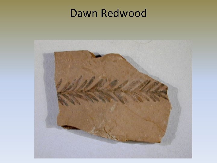 Dawn Redwood 
