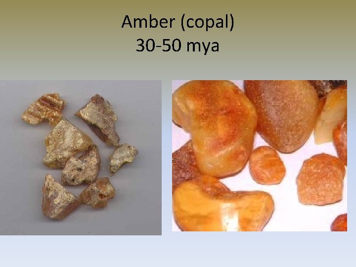 Amber (copal) 30 -50 mya 