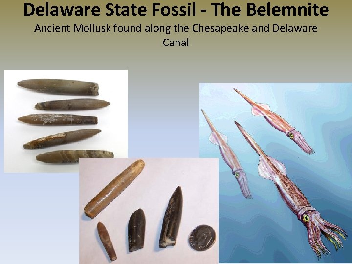 Delaware State Fossil - The Belemnite Ancient Mollusk found along the Chesapeake and Delaware