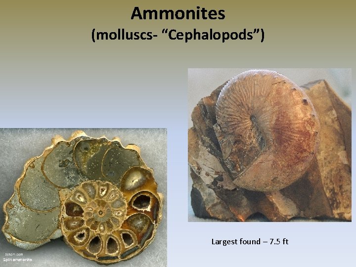 Ammonites (molluscs- “Cephalopods”) Largest found – 7. 5 ft 
