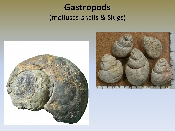 Gastropods (molluscs-snails & Slugs) 