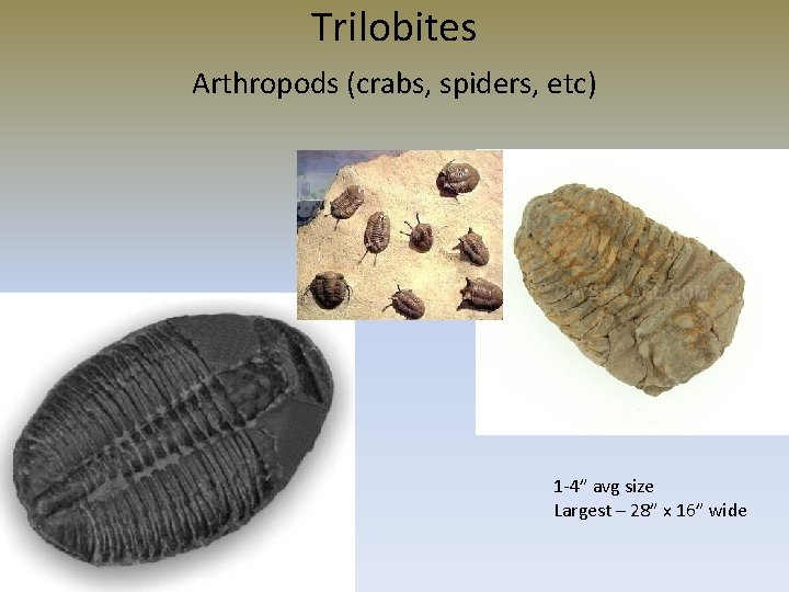 Trilobites Arthropods (crabs, spiders, etc) 1 -4” avg size Largest – 28” x 16”