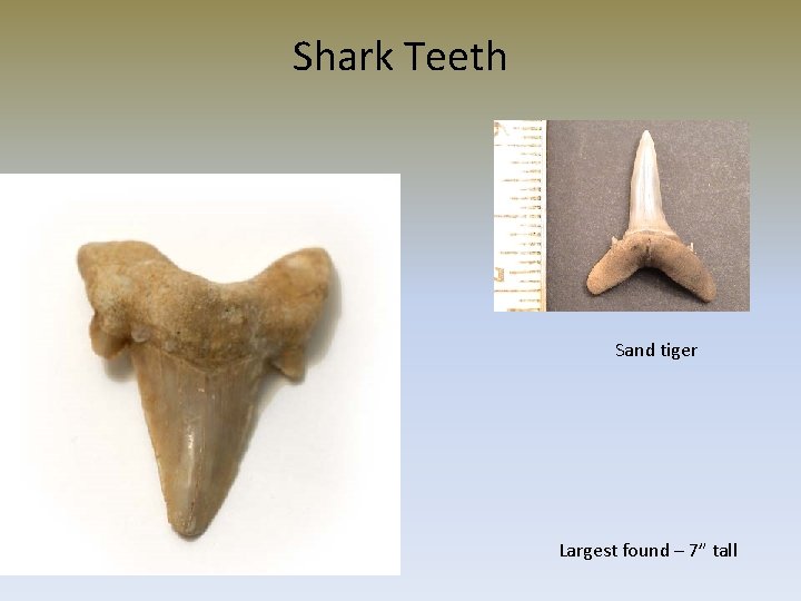 Shark Teeth Sand tiger Largest found – 7” tall 