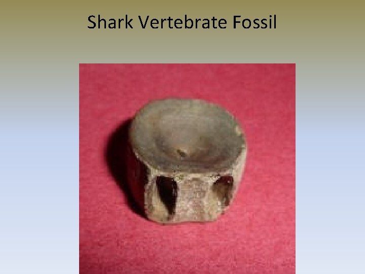 Shark Vertebrate Fossil 