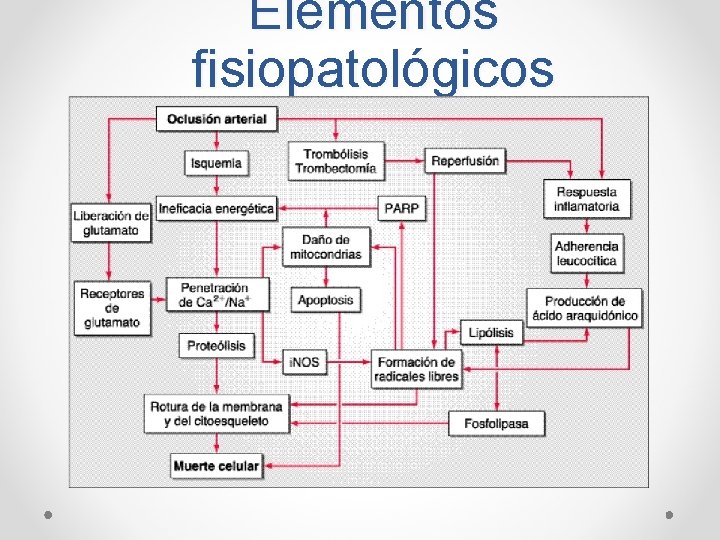 Elementos fisiopatológicos 