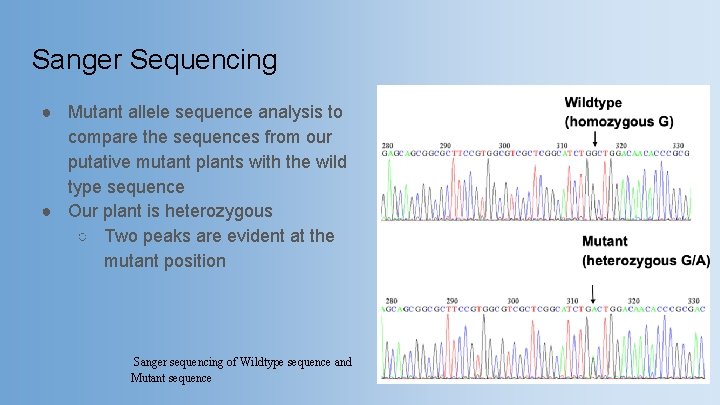 Sanger Sequencing ● Mutant allele sequence analysis to compare the sequences from our putative