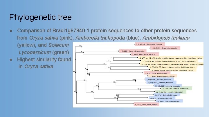 Phylogenetic tree ● Comparison of Bradi 1 g 67840. 1 protein sequences to other