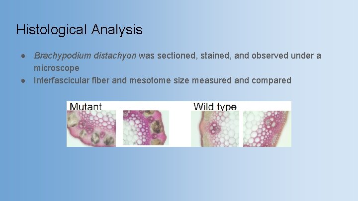 Histological Analysis ● Brachypodium distachyon was sectioned, stained, and observed under a microscope ●