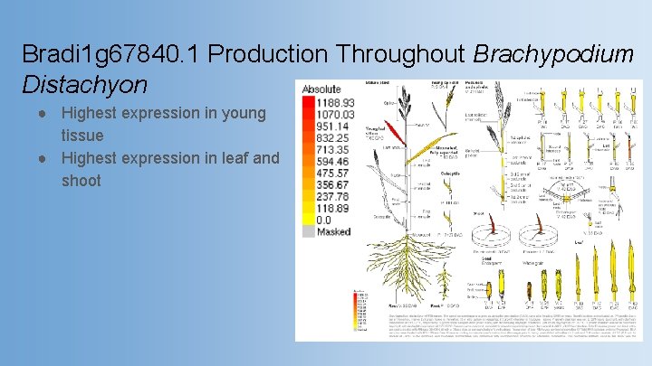 Bradi 1 g 67840. 1 Production Throughout Brachypodium Distachyon ● Highest expression in young