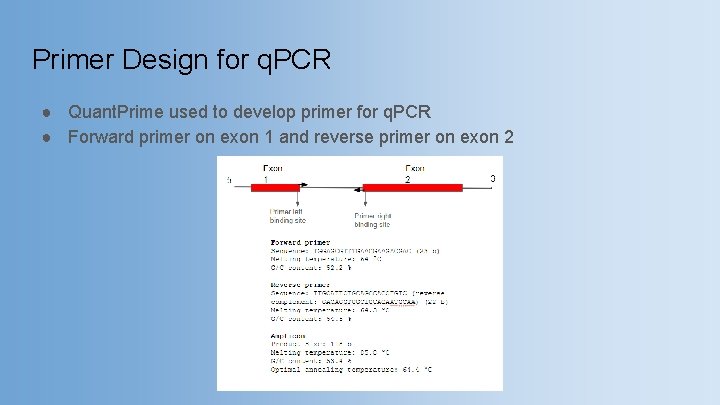 Primer Design for q. PCR ● Quant. Prime used to develop primer for q.