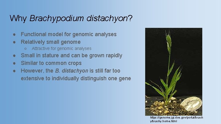 Why Brachypodium distachyon? ● Functional model for genomic analyses ● Relatively small genome ○