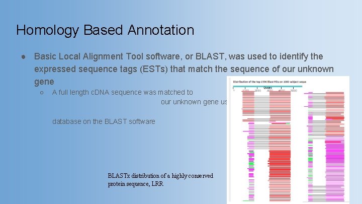 Homology Based Annotation ● Basic Local Alignment Tool software, or BLAST, was used to