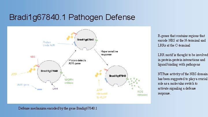 Bradi 1 g 67840. 1 Pathogen Defense R-genes that contains regions that encode NBS