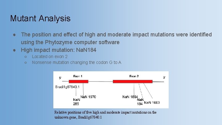 Mutant Analysis ● The position and effect of high and moderate impact mutations were