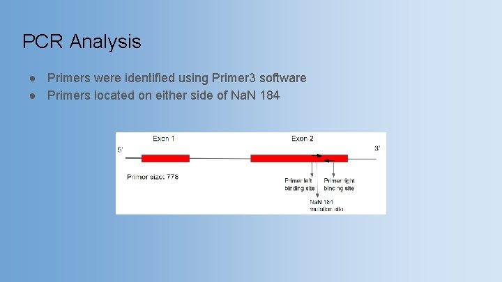 PCR Analysis ● Primers were identified using Primer 3 software ● Primers located on