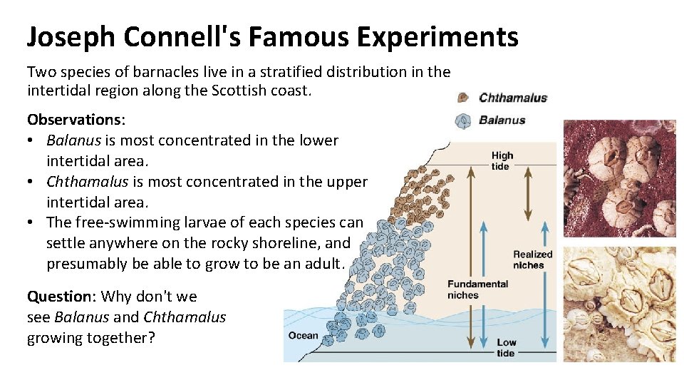 Joseph Connell's Famous Experiments Two species of barnacles live in a stratified distribution in