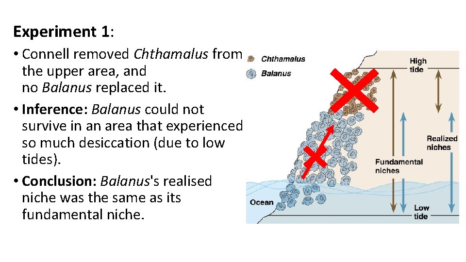 Experiment 1: • Connell removed Chthamalus from the upper area, and no Balanus replaced