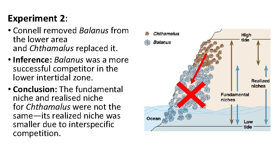 Experiment 2: • Connell removed Balanus from the lower area and Chthamalus replaced it.