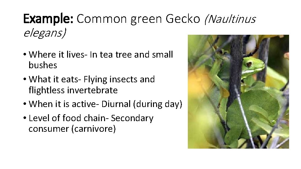 Example: Common green Gecko (Naultinus elegans) • Where it lives- In tea tree and