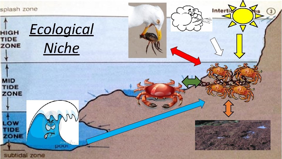 Ecological Niche 