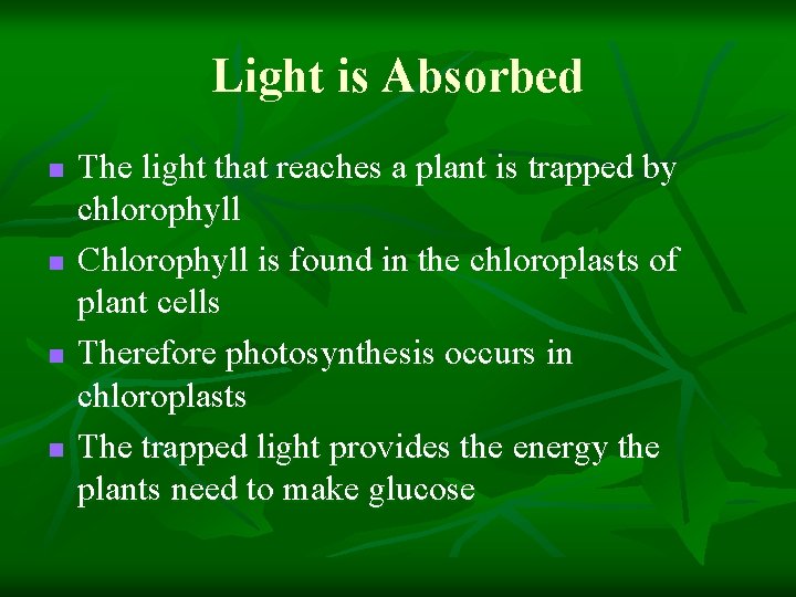 Light is Absorbed n n The light that reaches a plant is trapped by