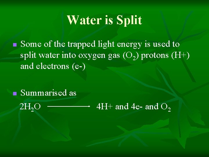 Water is Split n n Some of the trapped light energy is used to