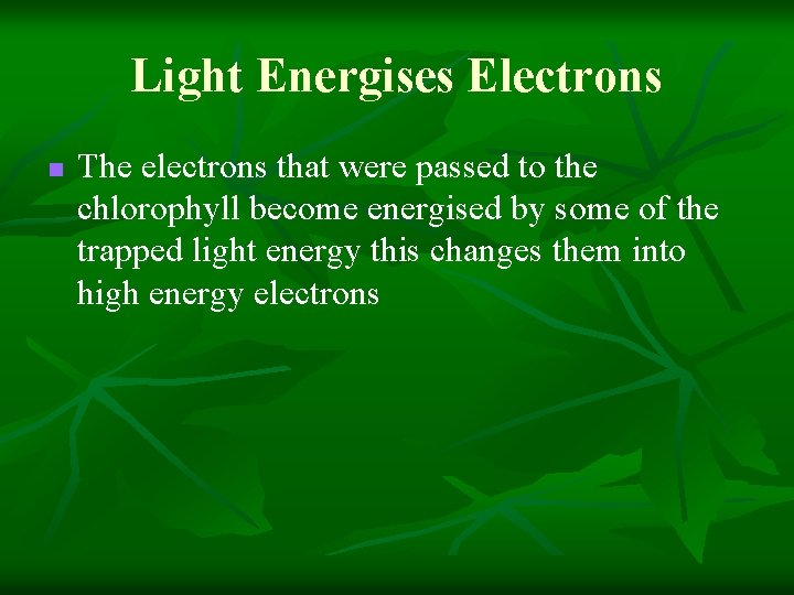 Light Energises Electrons n The electrons that were passed to the chlorophyll become energised