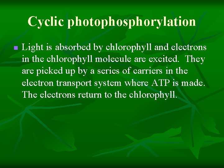 Cyclic photophosphorylation n Light is absorbed by chlorophyll and electrons in the chlorophyll molecule