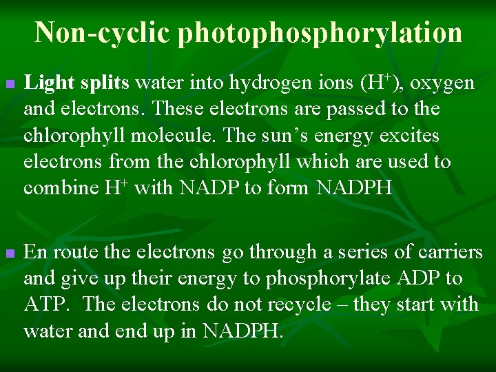 Non-cyclic photophosphorylation n n Light splits water into hydrogen ions (H+), oxygen and electrons.