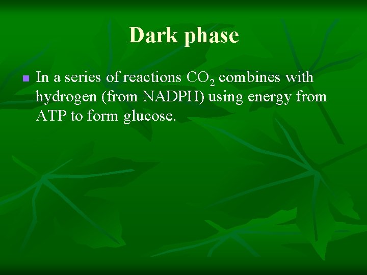 Dark phase n In a series of reactions CO 2 combines with hydrogen (from