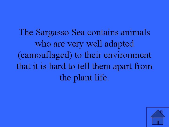 The Sargasso Sea contains animals who are very well adapted (camouflaged) to their environment