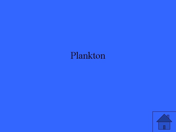 Plankton 