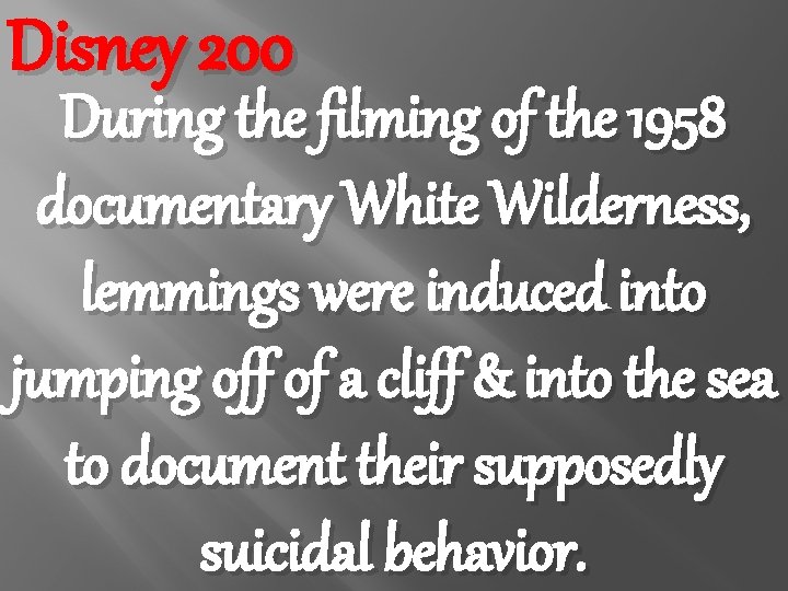 Disney 200 During the filming of the 1958 documentary White Wilderness, lemmings were induced