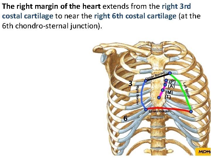 The right margin of the heart extends from the right 3 rd costal cartilage