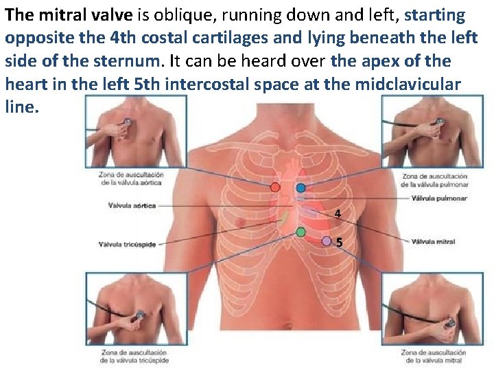 The mitral valve is oblique, running down and left, starting opposite the 4 th
