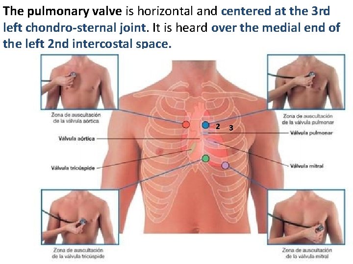 The pulmonary valve is horizontal and centered at the 3 rd left chondro-sternal joint.