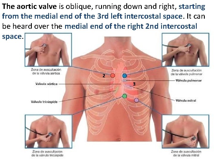 The aortic valve is oblique, running down and right, starting from the medial end