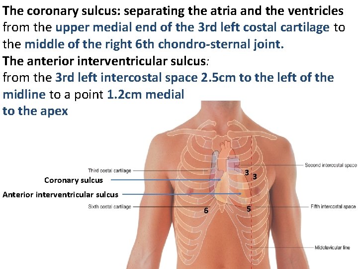 The coronary sulcus: separating the atria and the ventricles from the upper medial end