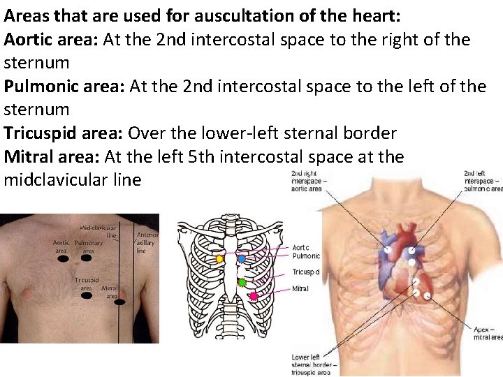 Areas that are used for auscultation of the heart: Aortic area: At the 2