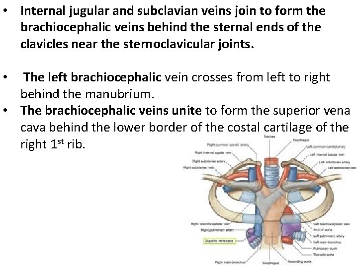  • Internal jugular and subclavian veins join to form the brachiocephalic veins behind